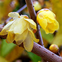 Wintersweet