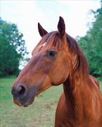 A horse. File photo.