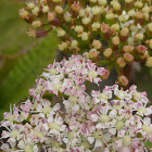 Scottish Licorice-root