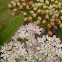 Scottish Licorice-root