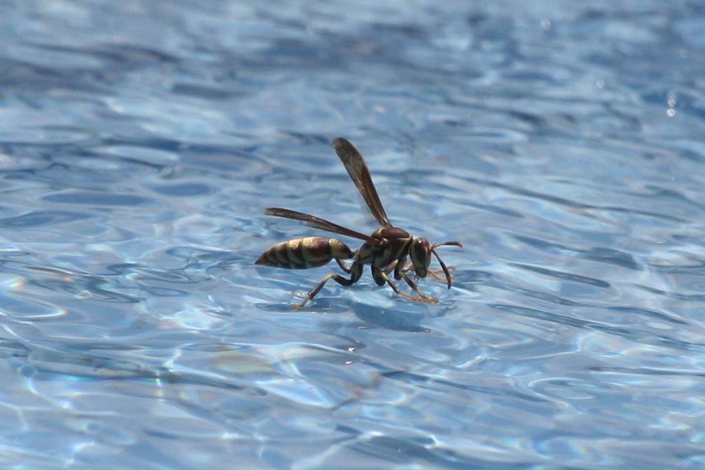 Eastern Yellowjacket