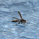 Eastern Yellowjacket