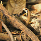 Long Tailed Sun Skink