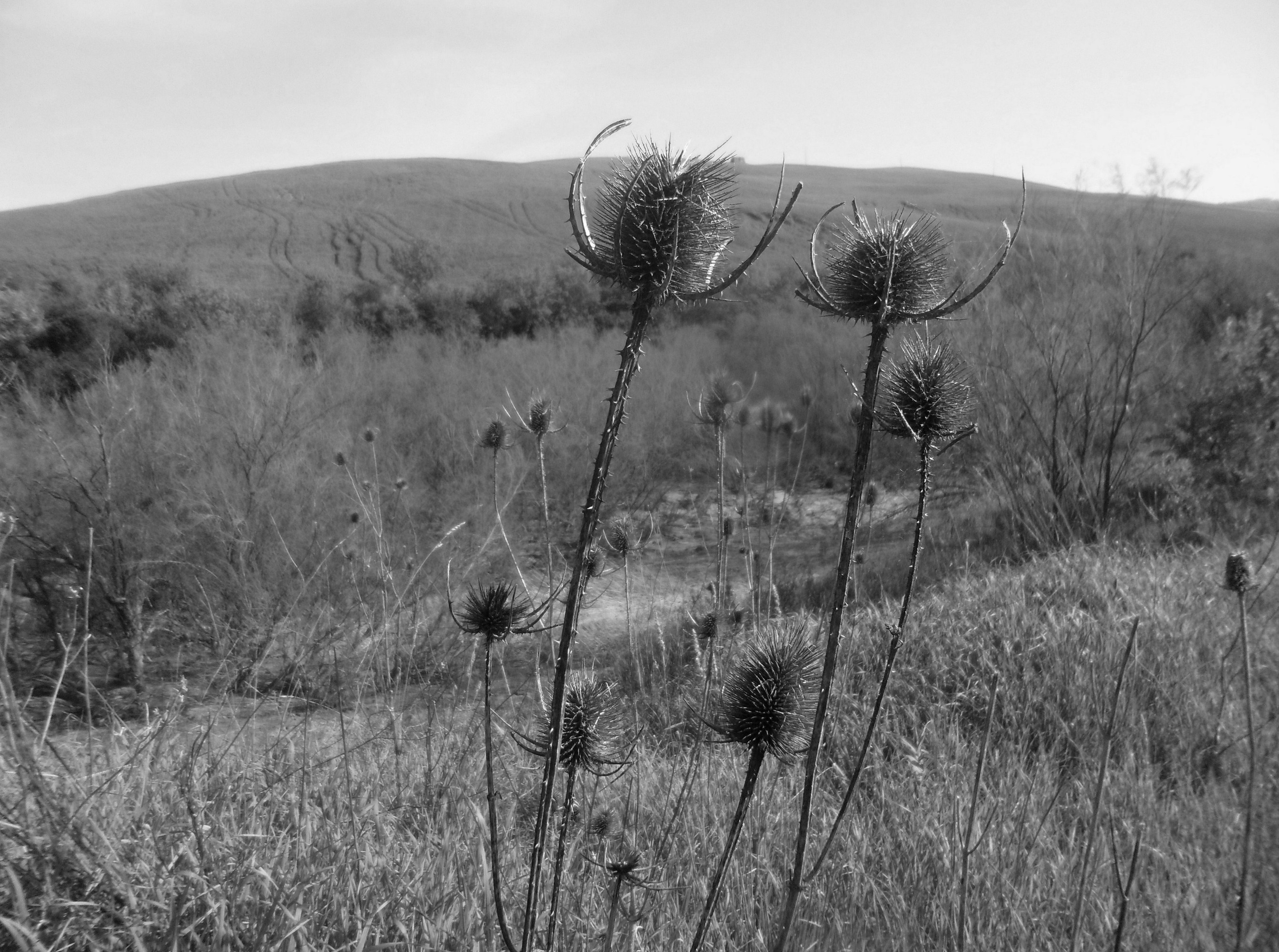 Semplice natura di Rosalbafilly