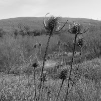 Semplice natura di 