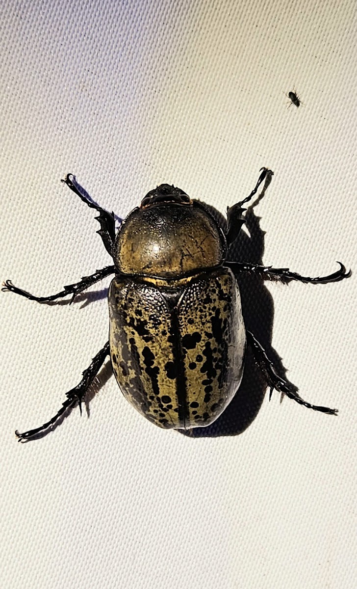 Eastern Hercules beetle