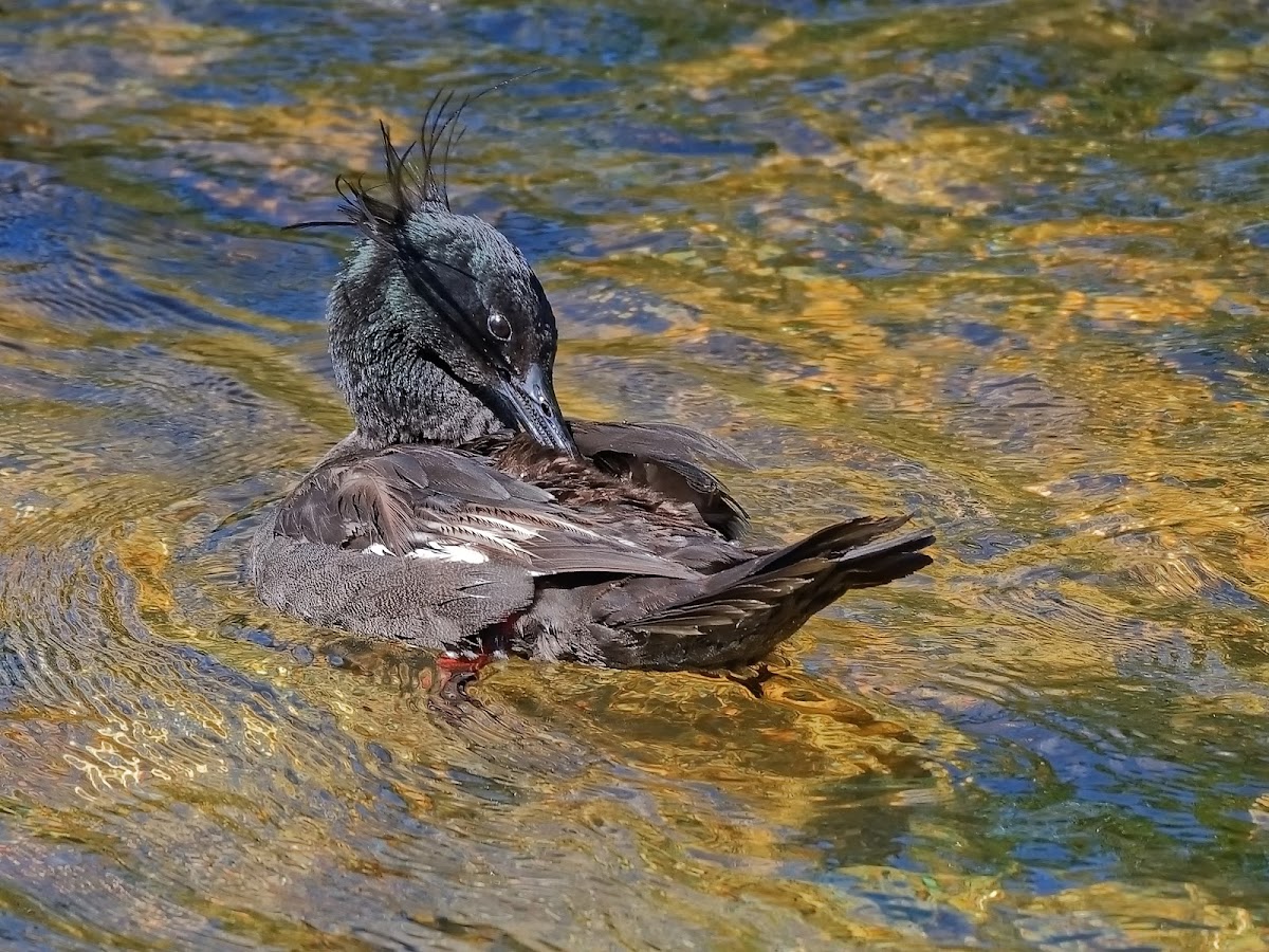 Pato-mergulhão (Brazilian Merganser)