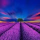 Download Lavender Wallpapers HD For PC Windows and Mac 1.0