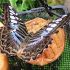 Blue Clipper Butterfly