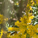 Goldenrod Soldier Beetle