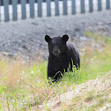 American Black Bear