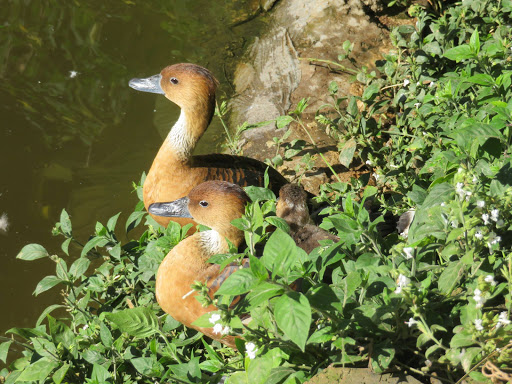 Birds in South Africa 2017