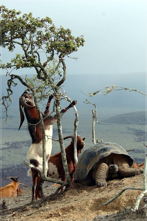 Projeto Isabela: Cabras traindo cabras nas ilhas Galápagos