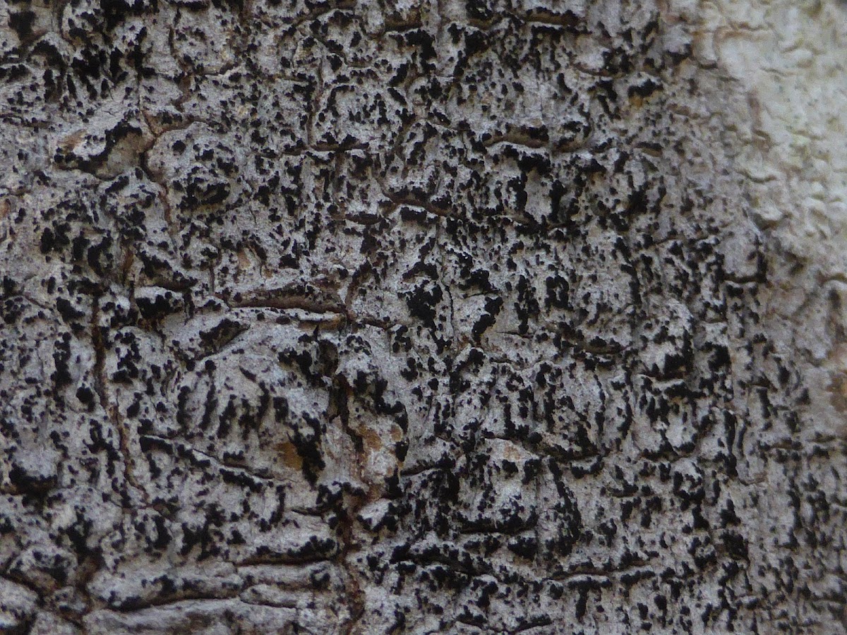 Opegrapha Lichen