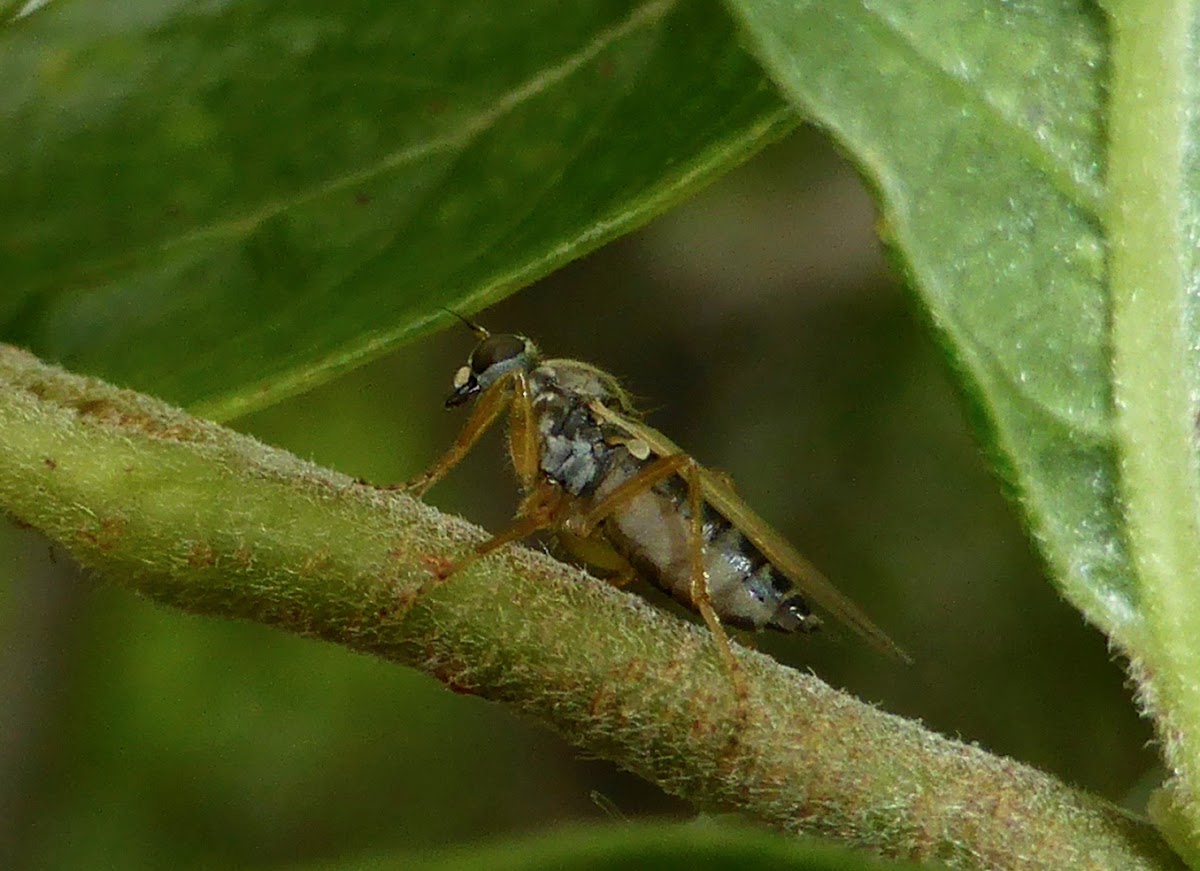 Hybotid Dance Fly