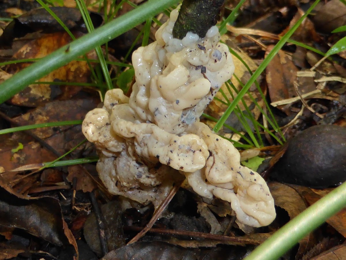 Jelly Fungus