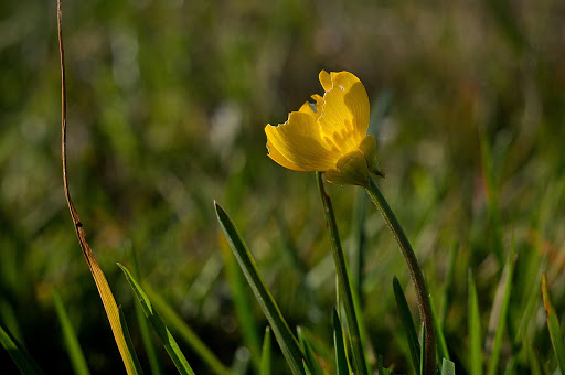 Ranunculus bulbosus