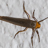 Hoary Footman