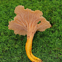 Flame Chanterelle