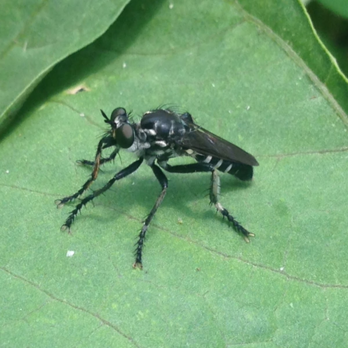 Black-legged black robber fly