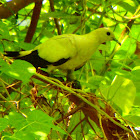 Pied Imperial Pigeon