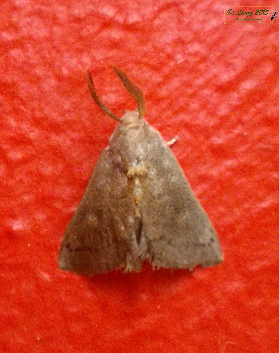 Unidentified Erebid Moth