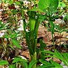 Jack-in-the-Pulpit