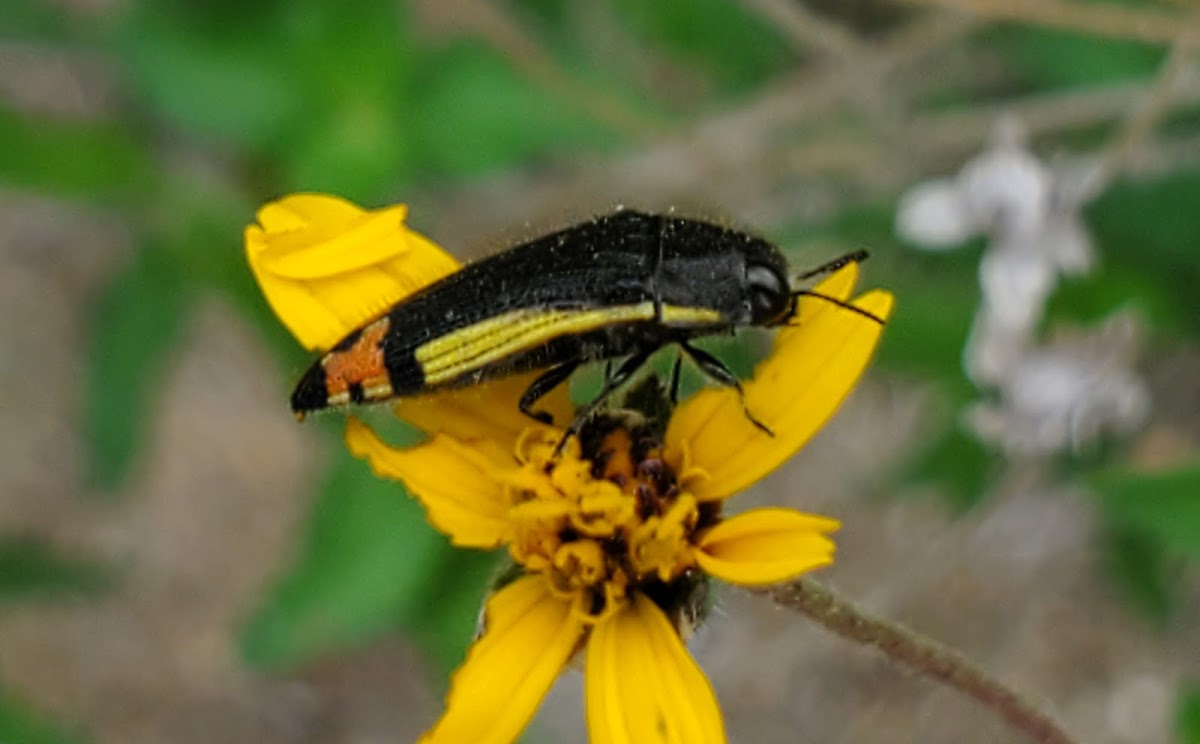 Yellow-bordered Flower Buprestid