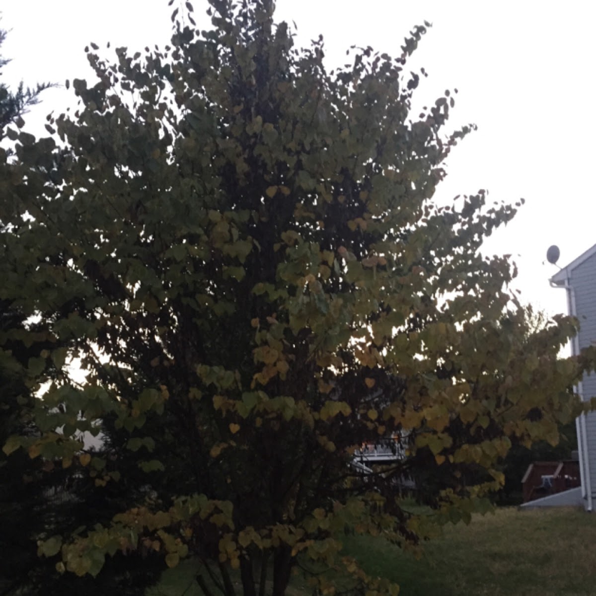 Dogwood Tree