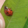 lady bug