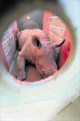 NEW MATE: The white rhino bull released into the wild at the Kariega Game Reserve in Eastern Cape as a mate for the rhino cow Thandi, that survived an attack by poachers a year ago PHOTO: DAVID MACGREGOR