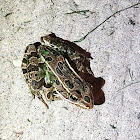 Northern leopard frog