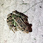 Northern leopard frog