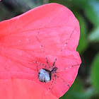 Spotted orb weaver