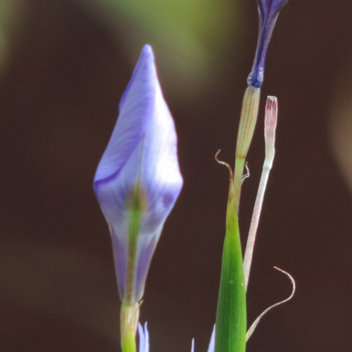 Butterfly iris