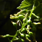 Heartleaf Twayblade