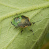 Green Stink Bug Nymph