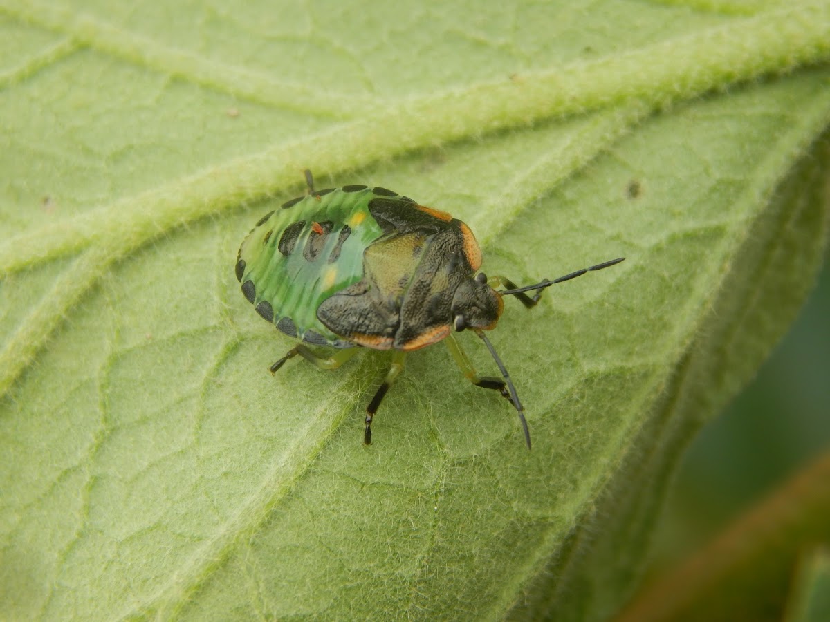 Green Stink Bug Nymph