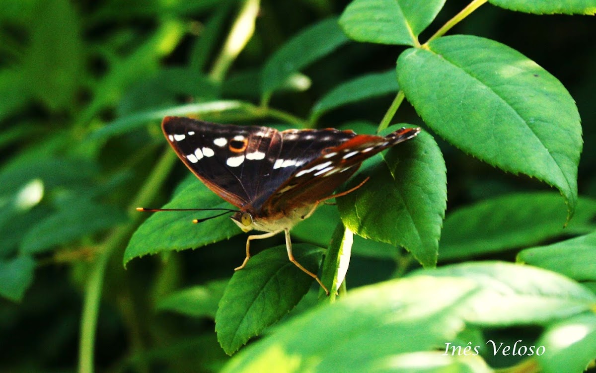 Lesser Purple Emperor