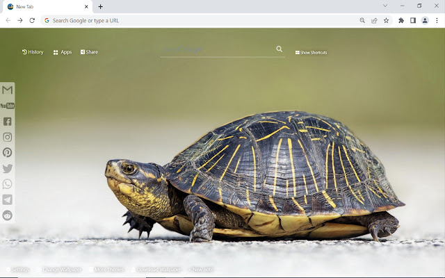 Turtle Wallpaper New Tab