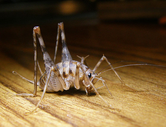 Greenhouse Camel Cricket