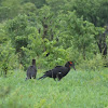 S Ground Hornbill