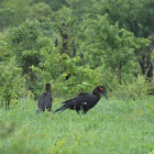 S Ground Hornbill