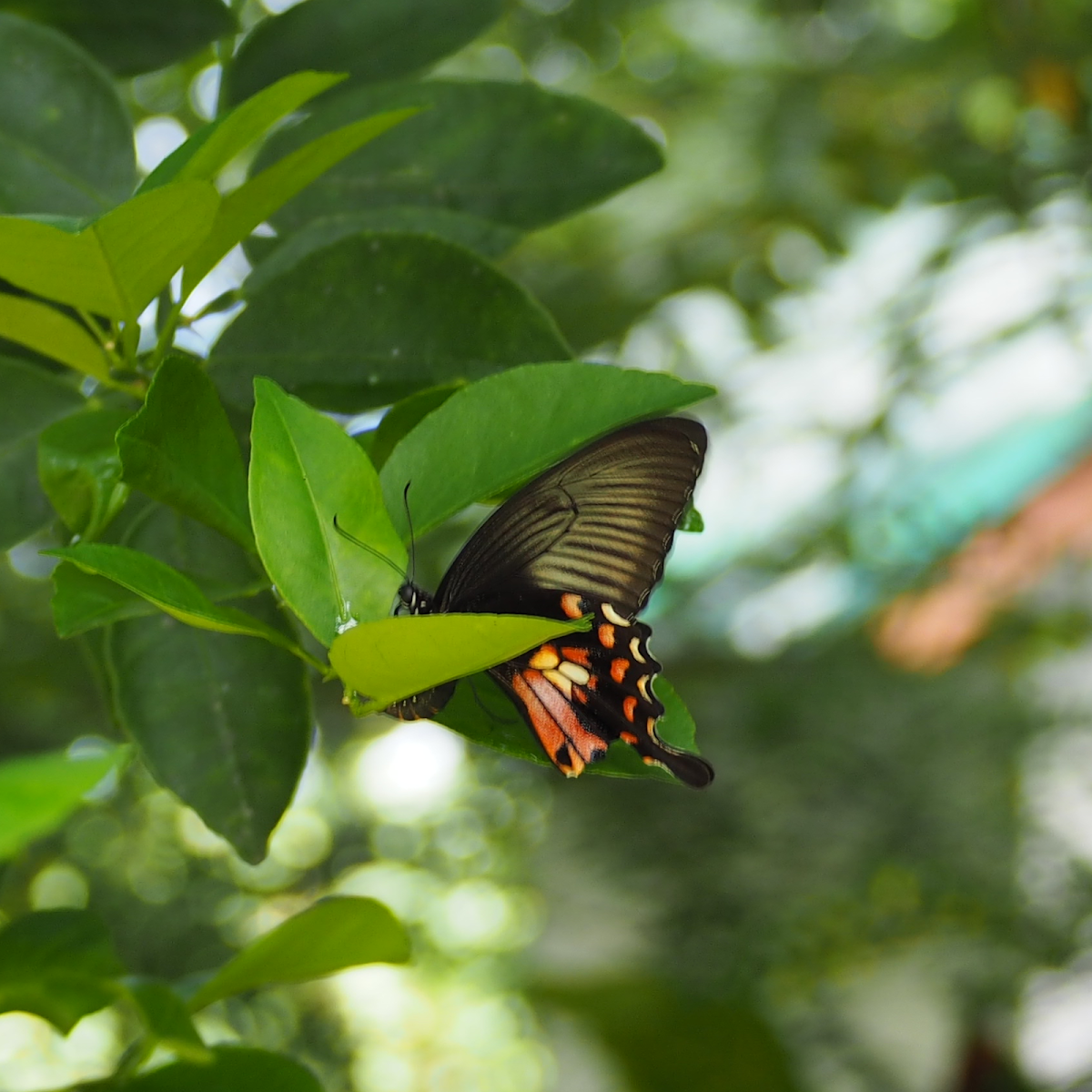 Female Common Mormon