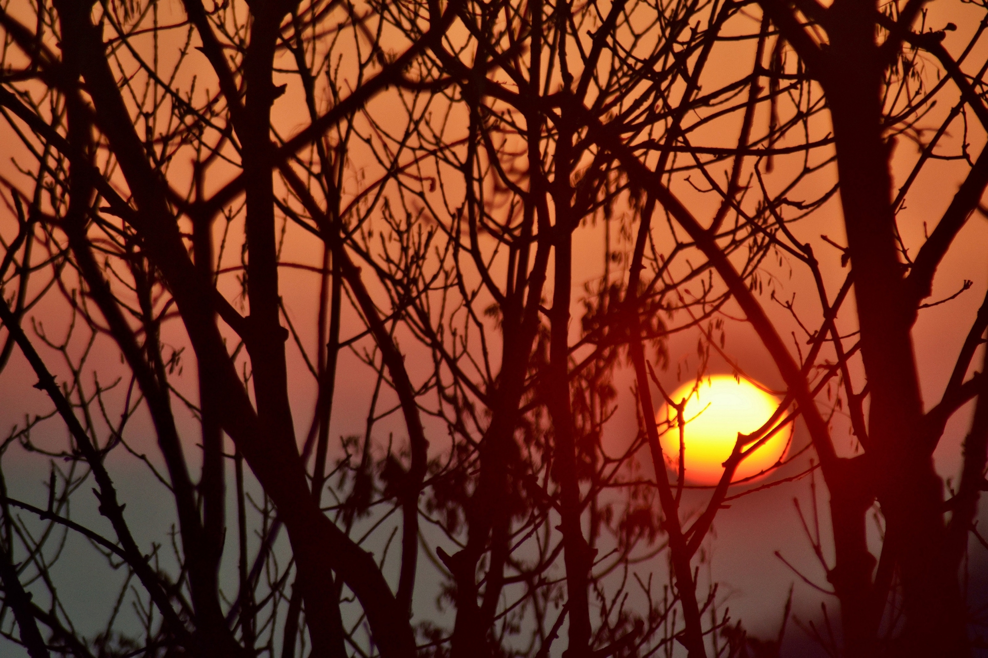 nel bosco al tramonto di AGATA