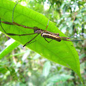 Golden silk orb-weaver