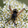 Common Aerial Yellowjacket