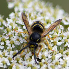 Common Aerial Yellowjacket