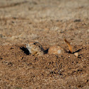 Black-Tailed Prairie Dog