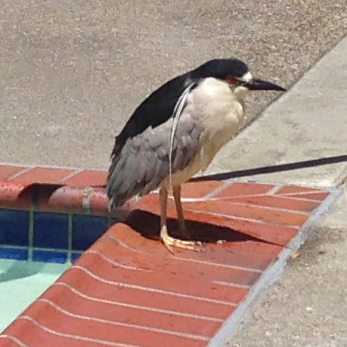 Black-Crowned Night Heron